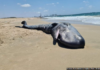 Le corps d’une baleine a échoué sur une plage au Nord d’Ashdod pour la seconde fois cette année
