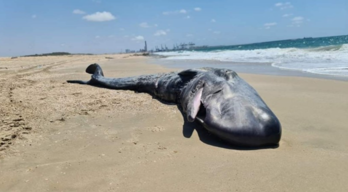 Le corps d’une baleine a échoué sur une plage au Nord d’Ashdod pour la seconde fois cette année