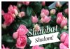 Toute l’équipe d’AshdodCafé vous souhaite «Shabbat Shalom» : date, horaires, paracha – Vidéo du Rav Avraham Dray
