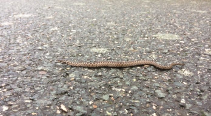 Hôpital public Assuta Ashdod : Une femme a été transportée d’urgence à l’hôpital à la suite d’une morsure de serpent