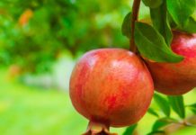 Qu’est-ce qui rend la grenade si spéciale pour qu’elle symbolise Roch Hachana plus que d’autres ?