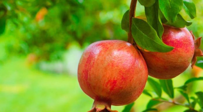 Qu’est-ce qui rend la grenade si spéciale pour qu’elle symbolise Roch Hachana plus que d’autres ?