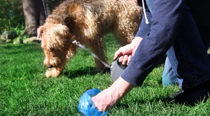 Ashdod : Renforcement des mesures de repression contre les proprietaires de chiens peu respectueux