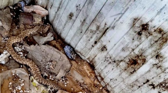 Un nid de vipère a été découvert dans la zone industrielle d’Ashdod