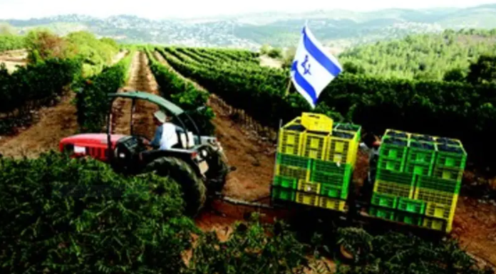 La rencontre de l’homme et de l’arbre (TOU BISHVAT) par Rony Akrich