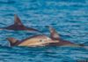 Une étape importante dans la préservation des dauphins » : Une réserve naturelle marine entre Ashdod et Ashkelon approuvée