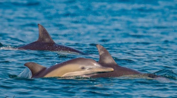 Une étape importante dans la préservation des dauphins » : Une réserve naturelle marine entre Ashdod et Ashkelon approuvée