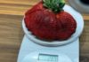 Une fraise israélienne remporte le record Guinness de la plus grande fraise du monde
