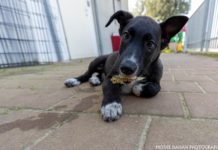 Adoptez un ami : Il est temps d’ajouter un membre de la famille à la maison !