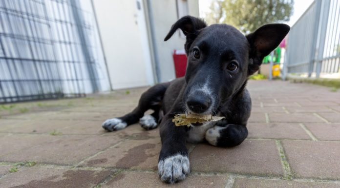 Adoptez un ami : Il est temps d’ajouter un membre de la famille à la maison !