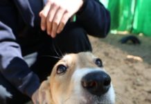 Le service vétérinaire d’Ashdod se mobilise pour les animaux de Russie et d’Ukraine