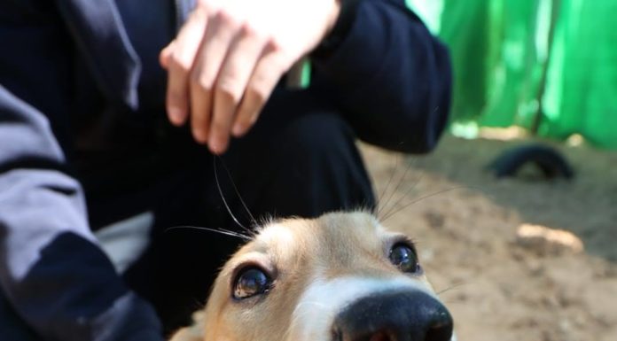Tu prépares ton Aliyah avec un animal ? Voici quelques points à vérifier
