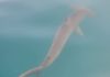 Présence inhabituelle d’un requin marteau près des plages d’Ashdod (vidéo)