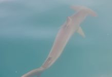 Présence inhabituelle d’un requin marteau près des plages d’Ashdod (vidéo)