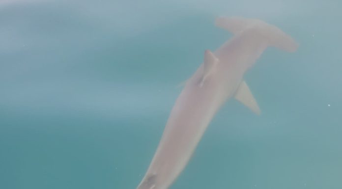 Présence inhabituelle d’un requin marteau près des plages d’Ashdod (vidéo)
