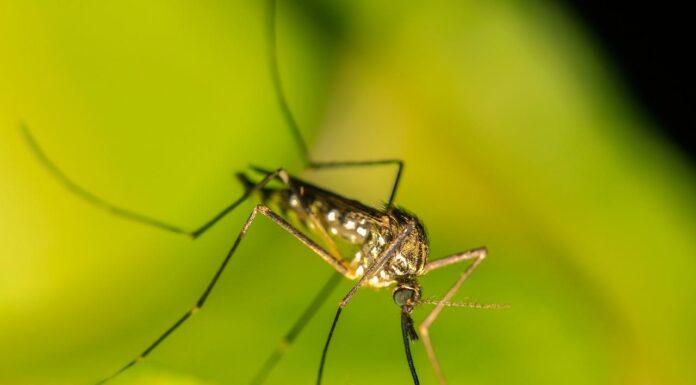 Prolifération saisonnière d’insectes volants
