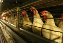 Les poulaillers d’Israël criblés de problèmes de santé et de sécurité – rapport du contrôleur