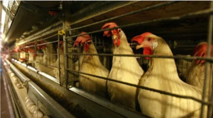 Israël découvre le premier cas de grippe aviaire de la saison chez des dindes