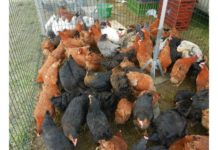 Les prix de la volaille israélienne vont augmenter de 30 %