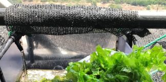 Une technologie innovante de l’Université de Tel-Aviv pour transformer les déchets agricoles en plastique biodégradable