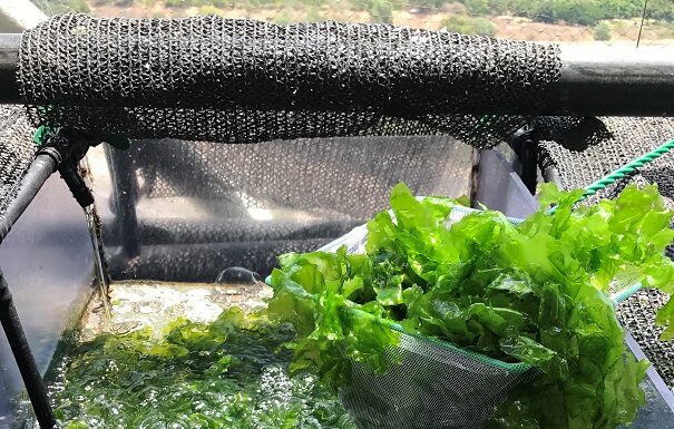 Une technologie innovante de l’Université de Tel-Aviv pour transformer les déchets agricoles en plastique biodégradable