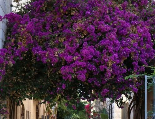 Toute l’équipe d’AshdodCafé vous souhaite «Shabbat Shalom» : date, horaires, paracha