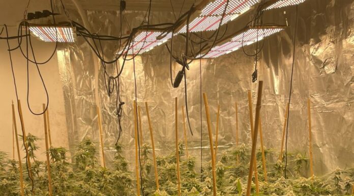 Un laboratoire de drogue avec des centaines de plantes a été découvert à Ashdod