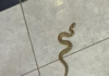 Ashdod : un jeune de 18 ans a été mordu par un serpent, son état est modéré