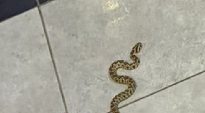 Ashdod : un jeune de 18 ans a été mordu par un serpent, son état est modéré