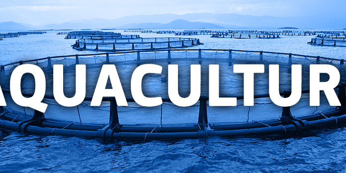 Lutte contre la crise alimentaire mondiale : des chercheurs de l’Université de Tel-Aviv développent une « algue enrichie » à très haute valeur nutritive