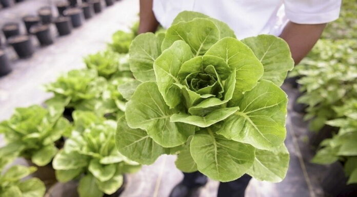 Après le lait de soja, le lait d’avoine et le lait d’amande… c’est le lait de laitue