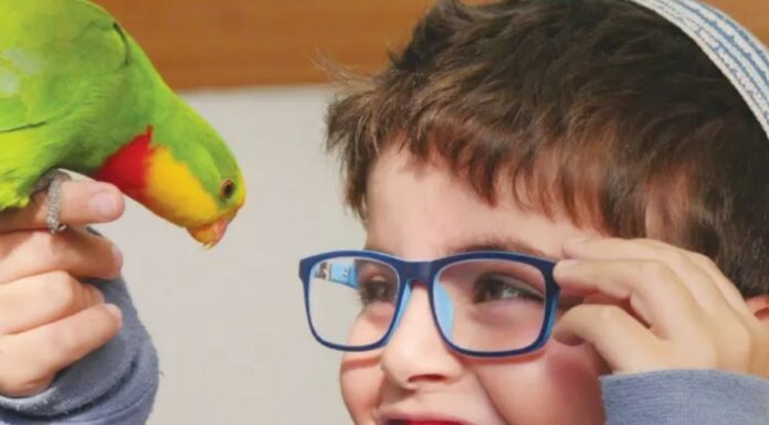 Animal Angels : association israélienne à but non lucratif proposant des thérapies animales