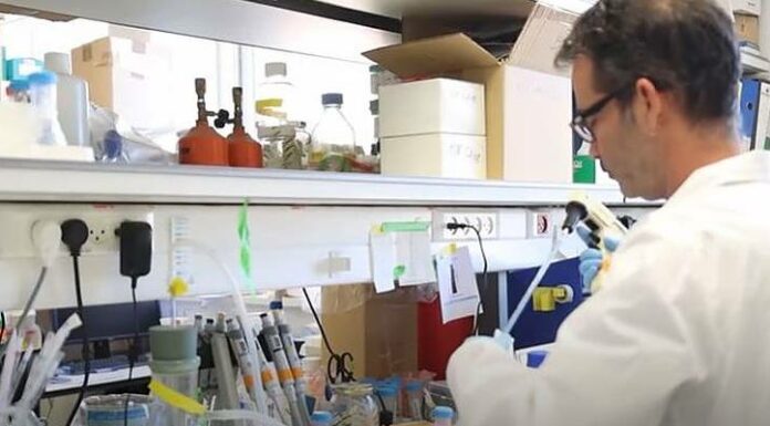 Une « puce bionique » israélienne montre comment les antibiotiques nuisent aux reins