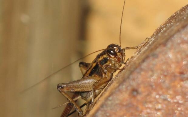 Voici les nouvelles dispositions sur les insectes autorisés désormais dans la nourriture