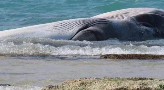 Au sud d’Ashdod : un corps de baleine évalués à des millions de dollars échoué sur la plage