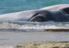 Au sud d’Ashdod : un corps de baleine évalués à des millions de dollars échoué sur la plage