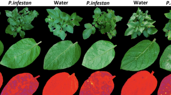 Israël lutte contre la faim dans le monde avec une technologie de détection des maladies des cultures