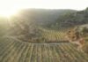 12 superbes circuits de dégustation de vin en Israël
