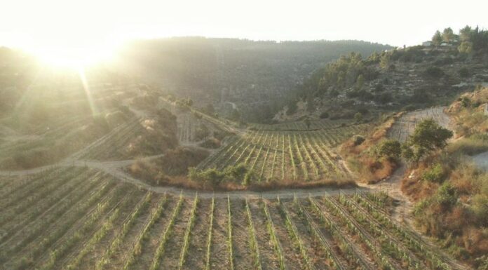 12 superbes circuits de dégustation de vin en Israël