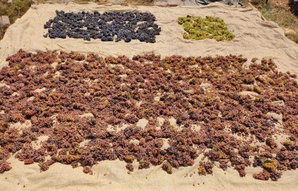 C’est dans l’ADN : Les raisins israéliens sont la mère de tous les vins européens !