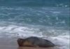 Yulia, le phoque moine, brièvement chassée de la plage de Palmachim par des baigneurs trop enthousiastes
