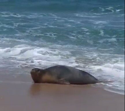 Yulia, le phoque moine, brièvement chassée de la plage de Palmachim par des baigneurs trop enthousiastes