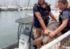 3 tortues ont été secourues aujourd’hui au large d’Ashdod