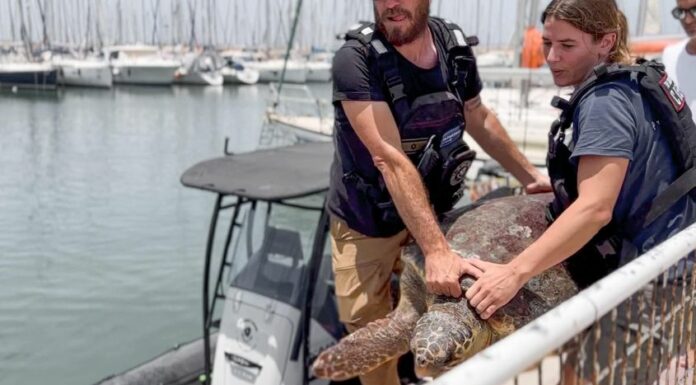 3 tortues ont été secourues aujourd’hui au large d’Ashdod