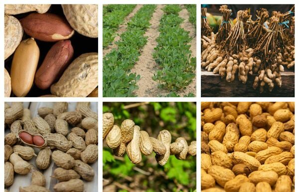 Une percée israélienne fera disparaître les allergies aux cacahuètes (arachide)