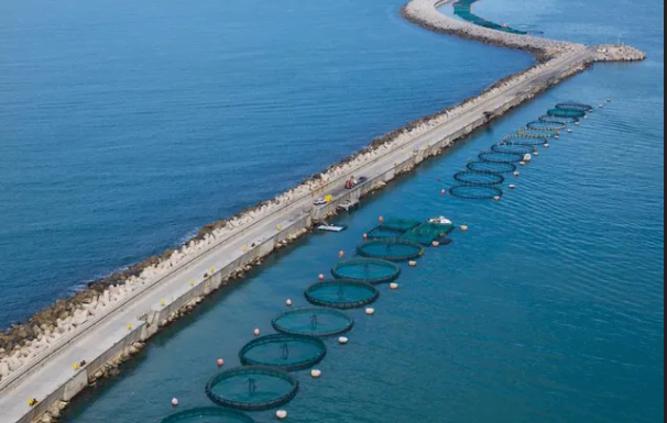 Ashdod : La fin de l’élevage des daurades en Israël, migration vers Abu Dhabi