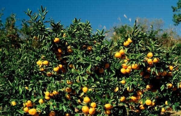 Qu’est-ce que Tu B’Av a à voir avec les arbres fruitiers ??