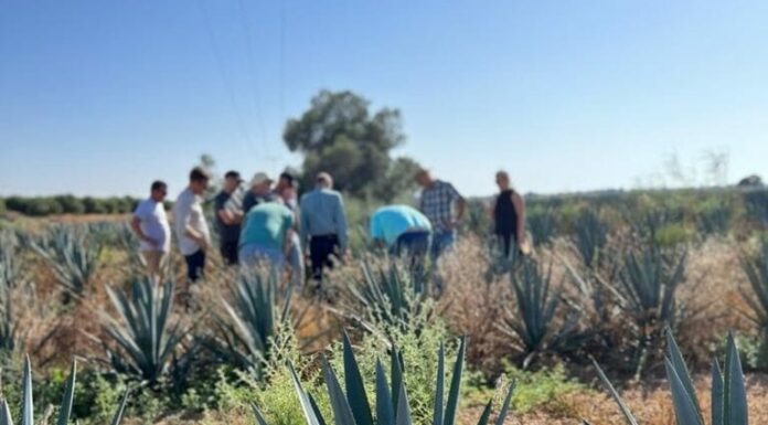 Comment ces innovateurs espèrent sauver les villages du Néguev en ruine avec de la tequila