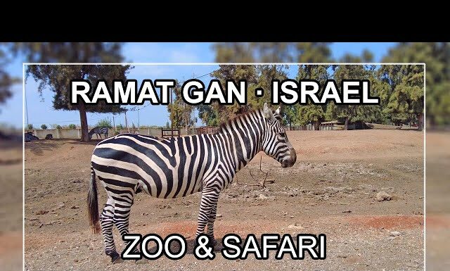 Bonne nouvelle : juste avant Hanoukah, le safari de Ramat Gan est à nouveau ouvert