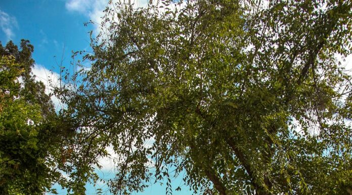 6 mn pour comprendre la contribution des sefaradim à la création et à la construction de l’État d’Israël par Rony Hayot